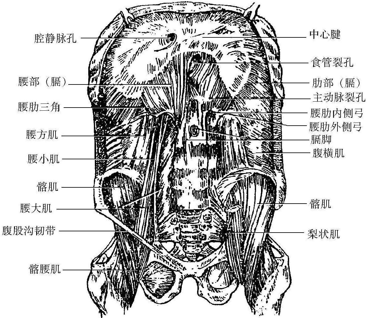 三、外側群肌肉